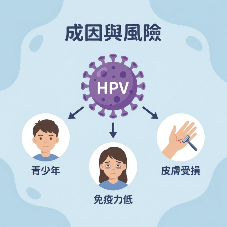 HPV 三大成因 青少年，免疫力低，皮膚受損