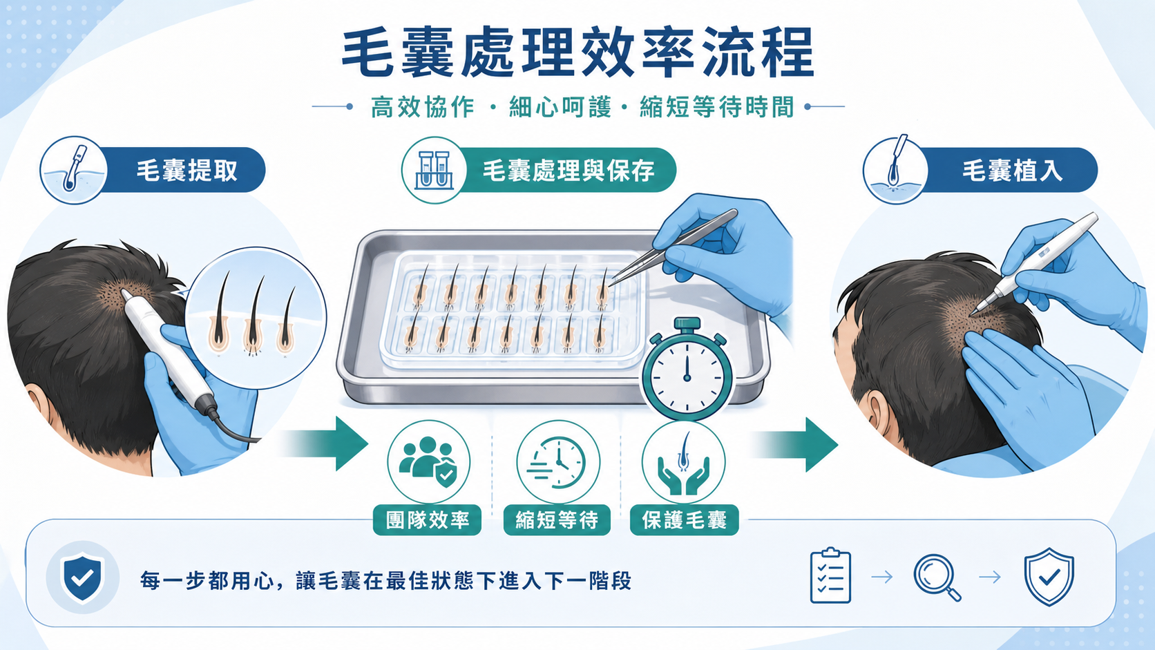 毛囊處理效率流程提取保存與植入圖解