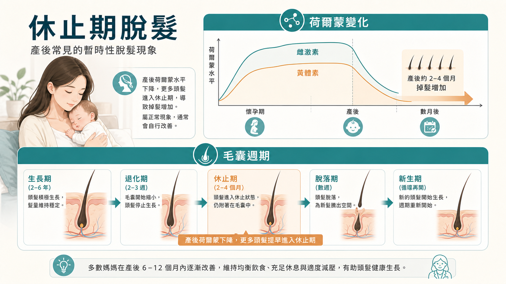 休止期脫髮荷爾蒙變化與毛囊週期圖解