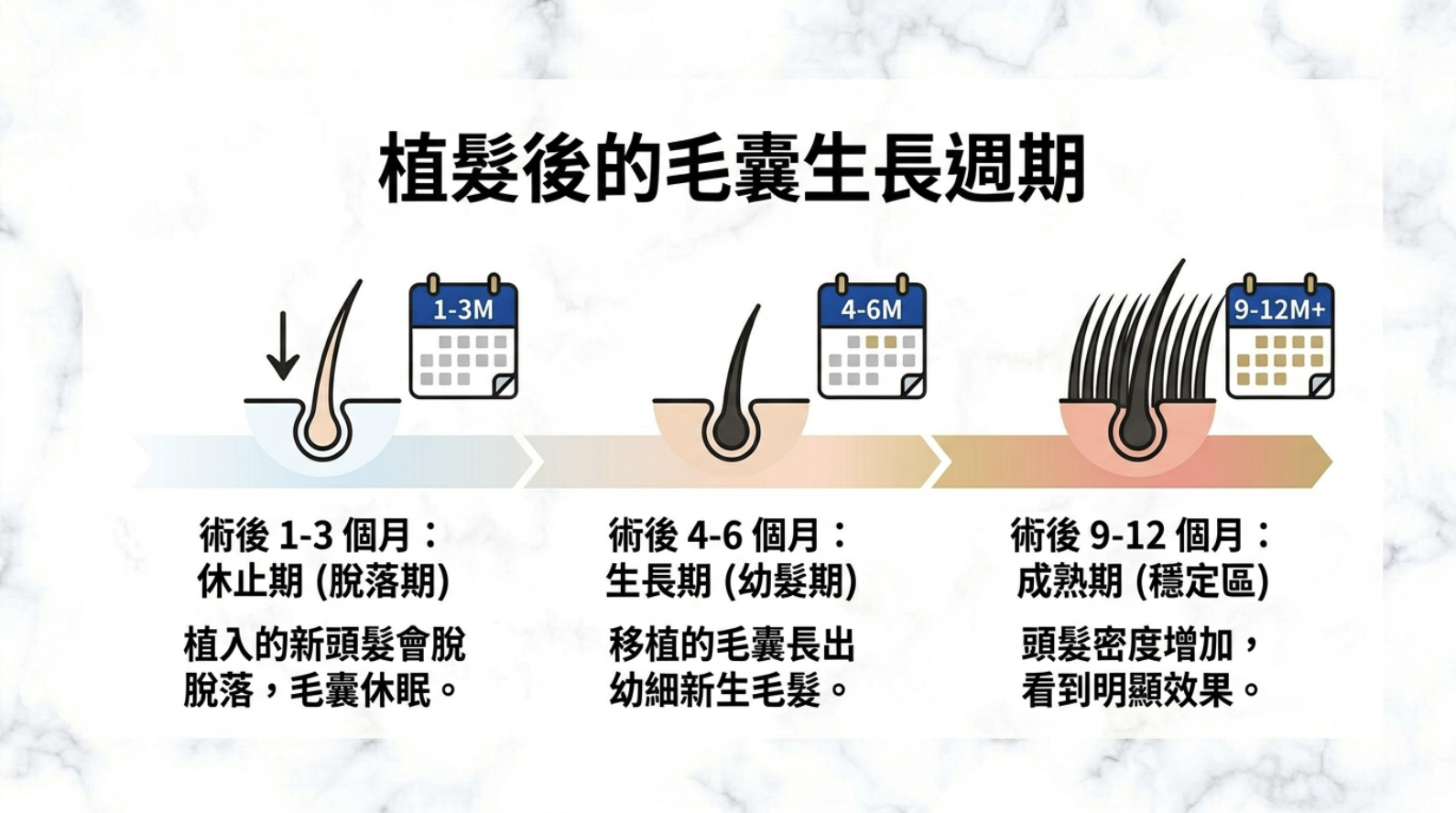 植髮後的毛囊生長週期 植髮後的毛囊生長週期
