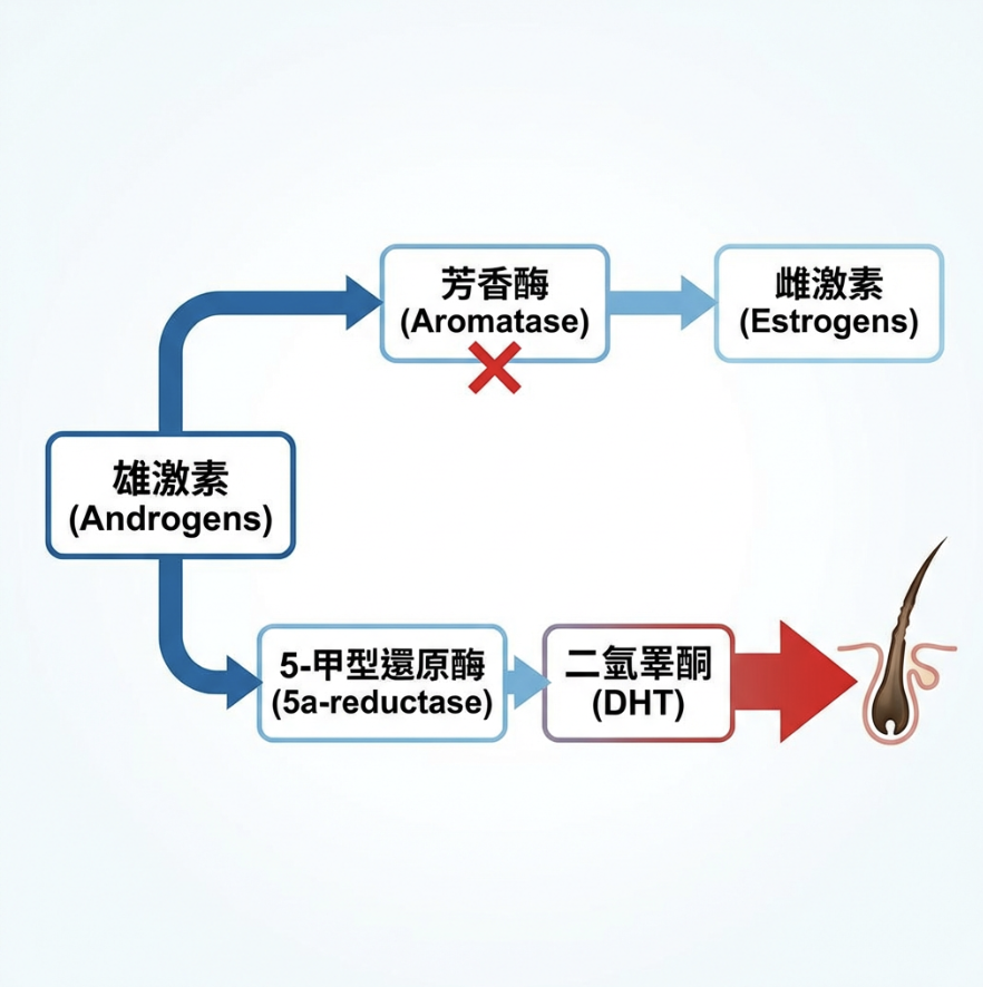 雄激素圖解 雄激素圖解