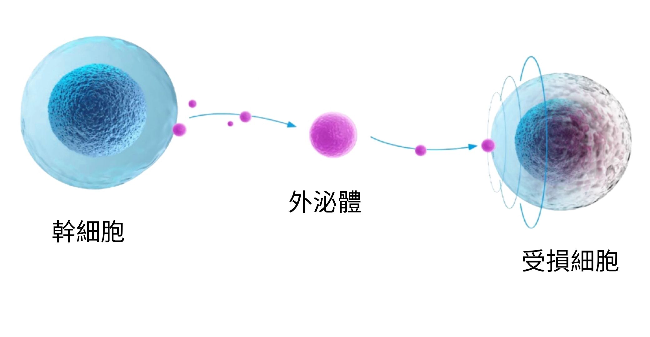 外泌體