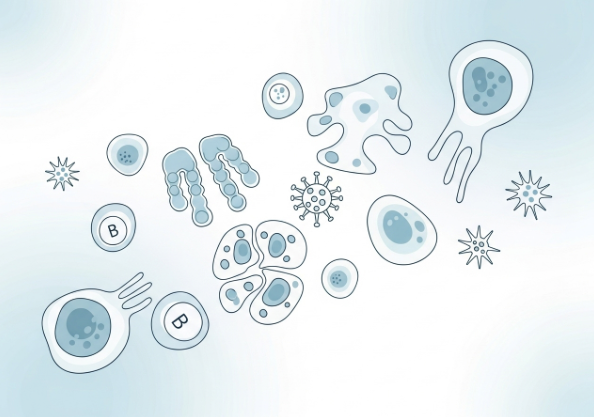 Abstract medical illustration of the immune system, symbolizing lowered immunity during pregnancy.