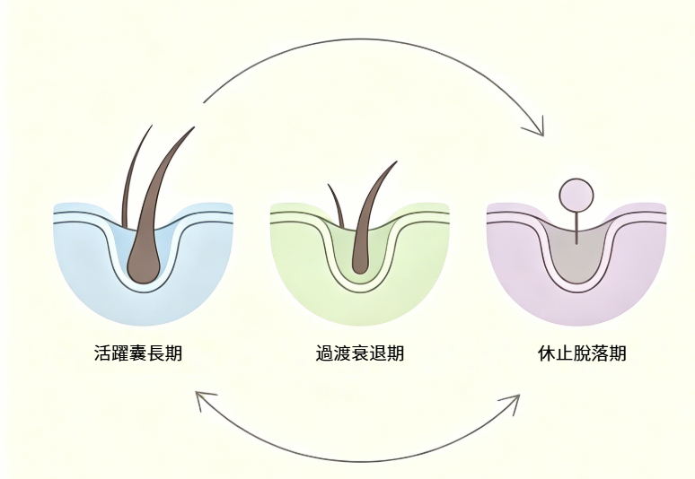 頭髮周期:三階段